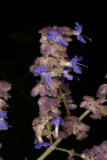 Perovskia atriplicifolia 'Blue Spire' RCP9-06 019.jpg
